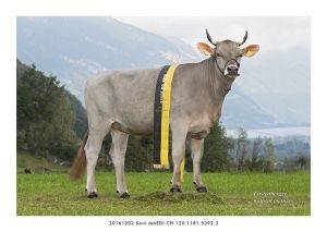 20161202 Koni MAEDI CH 120.1181.5392.3 13x18